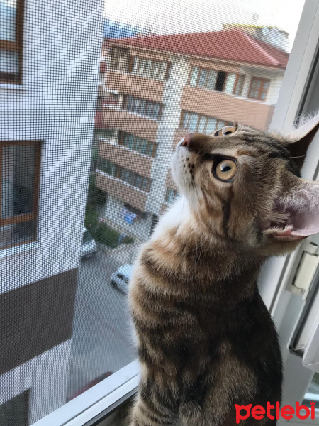 Tekir Kedi, Kedi  LUNA fotoğrafı