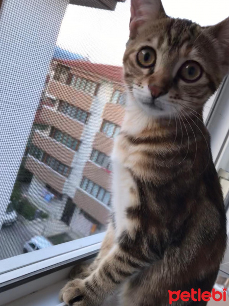 Tekir Kedi, Kedi  LUNA fotoğrafı