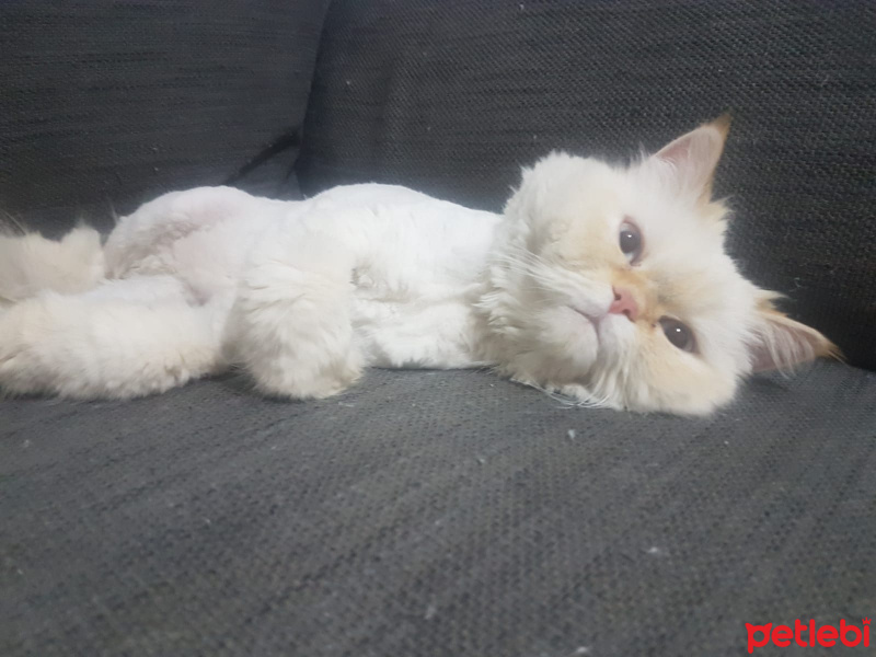 İran Kedisi (Persian), Kedi  venera fotoğrafı