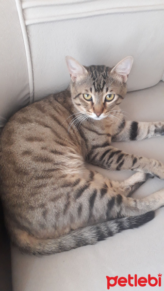 Tekir Kedi, Kedi  Ares fotoğrafı