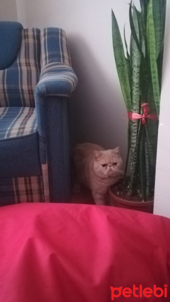 Exotic Shorthair, Kedi  Spike fotoğrafı
