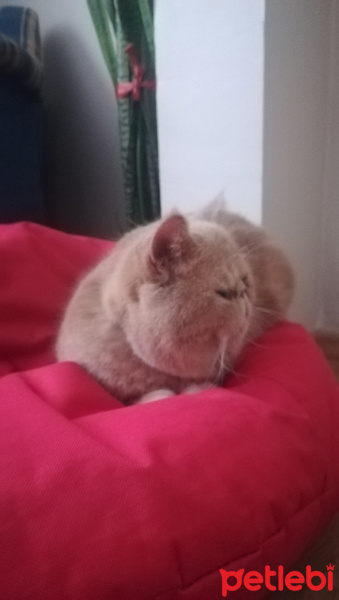 Exotic Shorthair, Kedi  Spike fotoğrafı