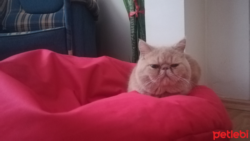 Exotic Shorthair, Kedi  Spike fotoğrafı