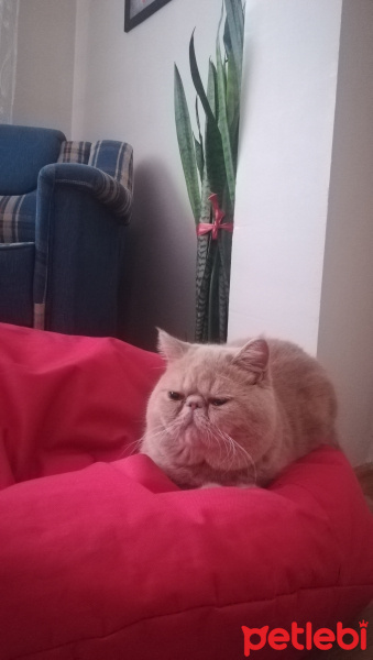 Exotic Shorthair, Kedi  Spike fotoğrafı