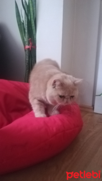 Exotic Shorthair, Kedi  Spike fotoğrafı