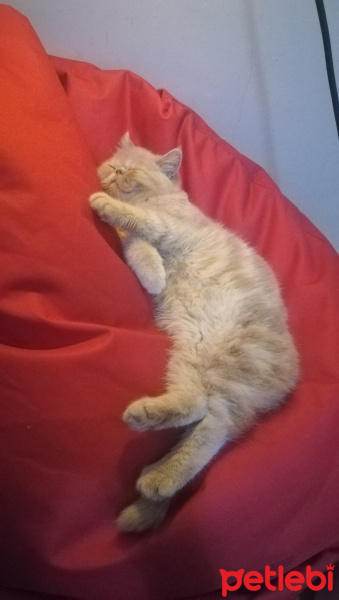 Exotic Shorthair, Kedi  Spike fotoğrafı