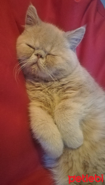 Exotic Shorthair, Kedi  Spike fotoğrafı