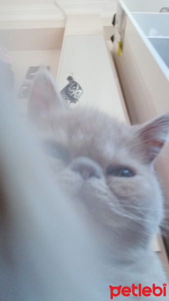 Exotic Shorthair, Kedi  Spike fotoğrafı