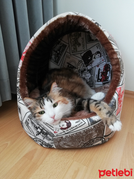 Tekir Kedi, Kedi  Bambi fotoğrafı