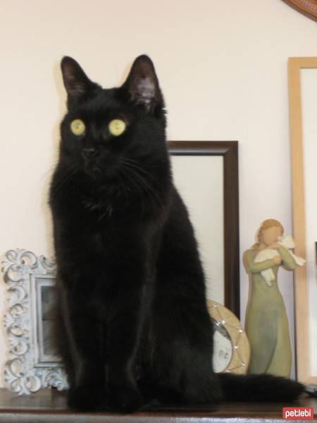 Soke, Kedi  Kadife fotoğrafı