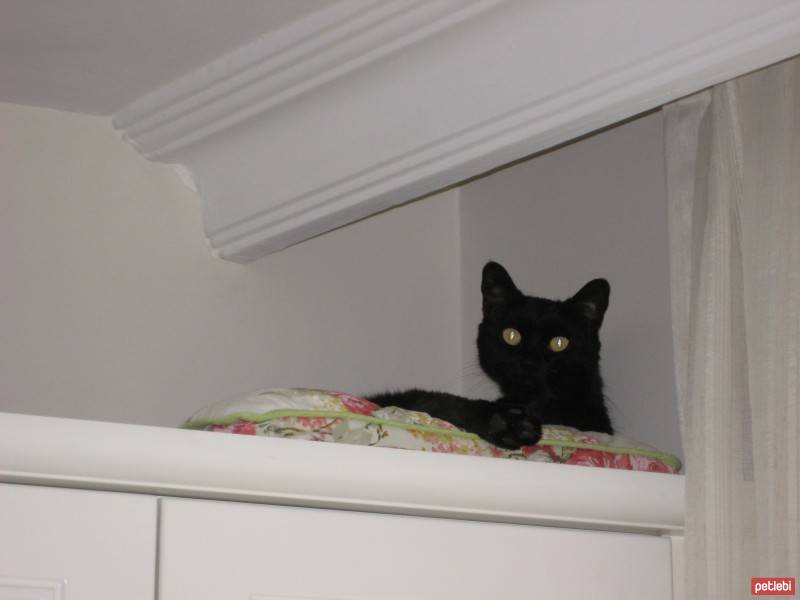 Soke, Kedi  Kadife fotoğrafı