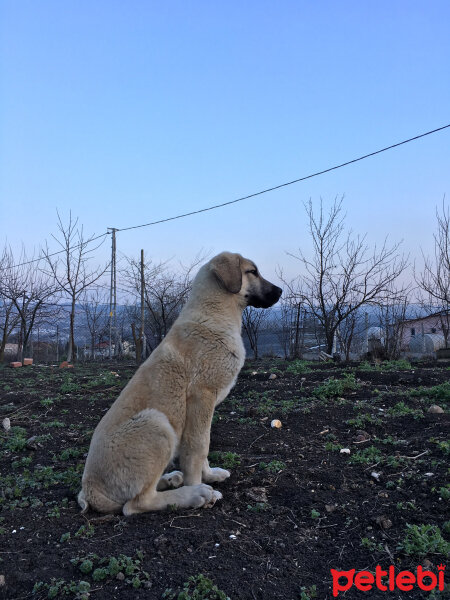 Kangal, Köpek  Poyraz fotoğrafı