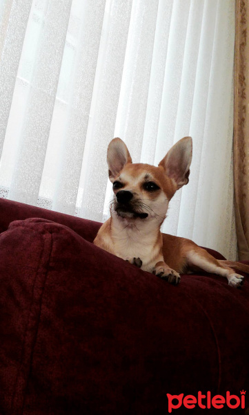 Chihuahua, Köpek  Cookie fotoğrafı