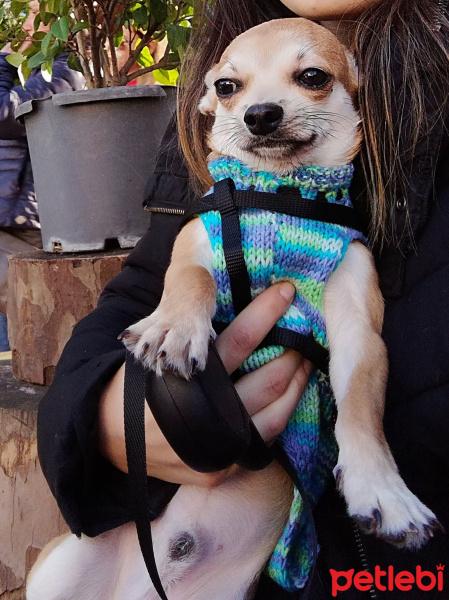 Chihuahua, Köpek  Cookie fotoğrafı