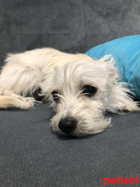 Maltese, Köpek  Mayk fotoğrafı