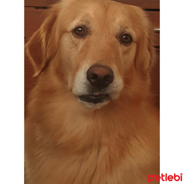 Golden Retriever, Köpek  Arthur fotoğrafı