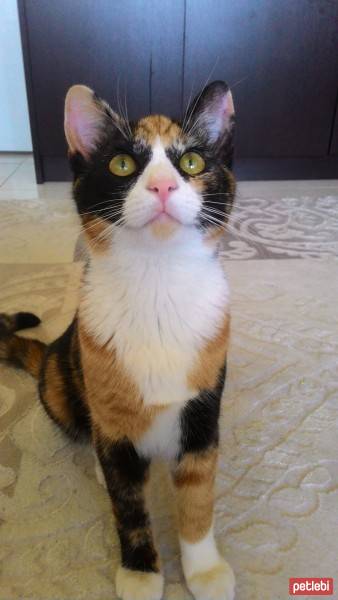 American Shorthair, Kedi  Mutlu fotoğrafı