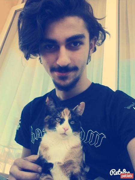 American Shorthair, Kedi  Mutlu fotoğrafı