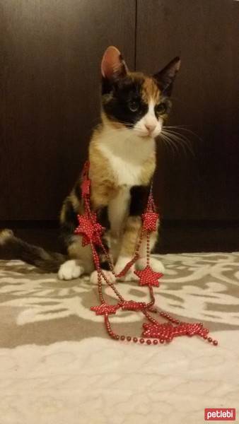 American Shorthair, Kedi  Mutlu fotoğrafı