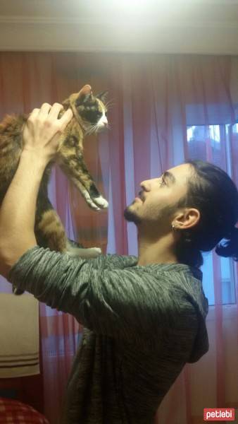 American Shorthair, Kedi  Mutlu fotoğrafı