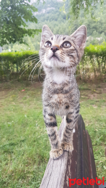 Tekir Kedi, Kedi  Leyla fotoğrafı