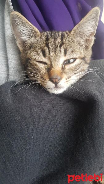Tekir Kedi, Kedi  Leyla fotoğrafı