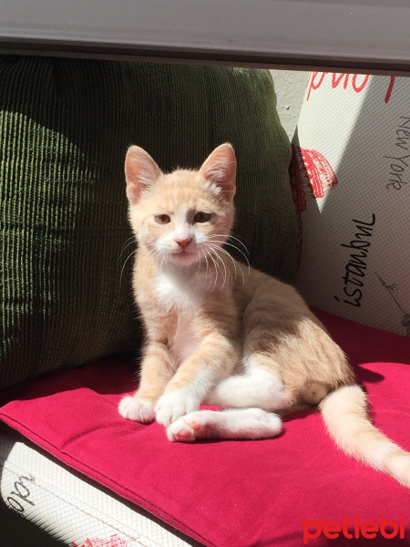 Sarman, Kedi  Bal fotoğrafı