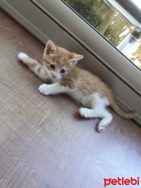Sarman, Kedi  Tarçım fotoğrafı