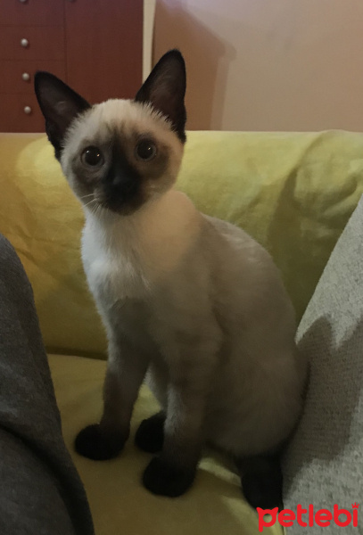 Siyam Kedisi, Kedi  Kimchi fotoğrafı