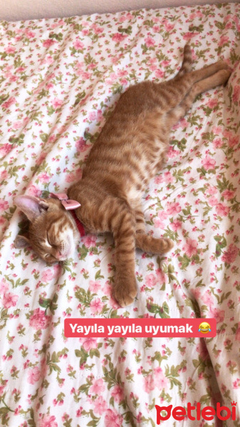 Tekir Kedi, Kedi  Kaju fotoğrafı
