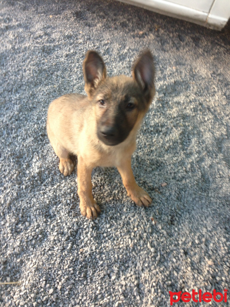 Alman Çoban Köpeği, Köpek  Marla fotoğrafı