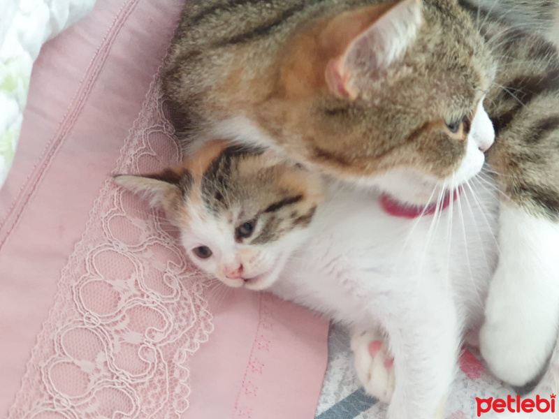 Tekir Kedi, Kedi  Minti fotoğrafı