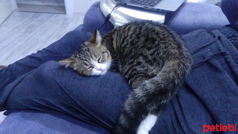 Tekir Kedi, Kedi  Minti fotoğrafı