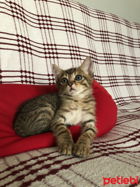 Tekir Kedi, Kedi  Can fotoğrafı