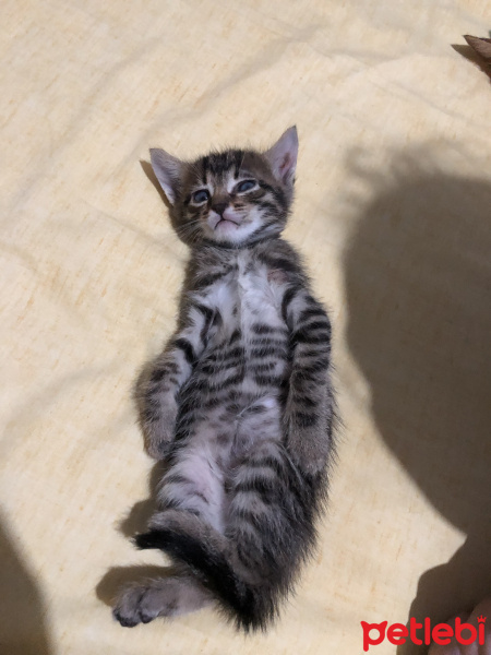 Tekir Kedi, Kedi  Can fotoğrafı