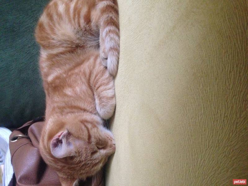 Ankara Kedisi, Kedi  özgürkız fotoğrafı