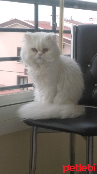 Chinchilla, Kedi  LEO fotoğrafı