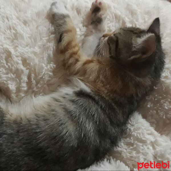Tekir Kedi, Kedi  Leylaa fotoğrafı