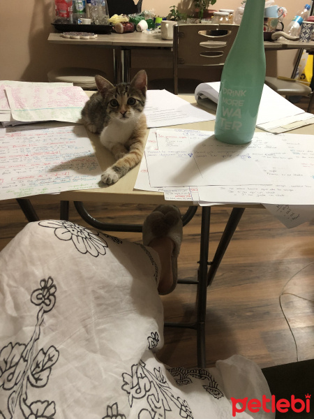 Tekir Kedi, Kedi  Leylaa fotoğrafı