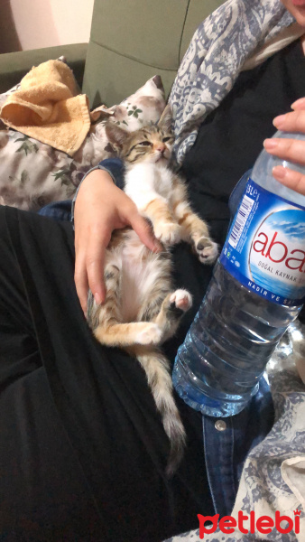 Tekir Kedi, Kedi  Leylaa fotoğrafı