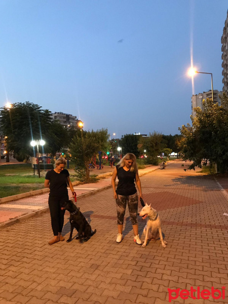 Cane Corso Italiano, Köpek  Zeytin fotoğrafı