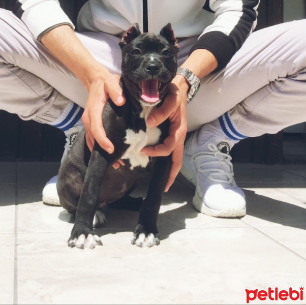 Amerikan Staffordshire Terrier, Köpek  Ceku fotoğrafı