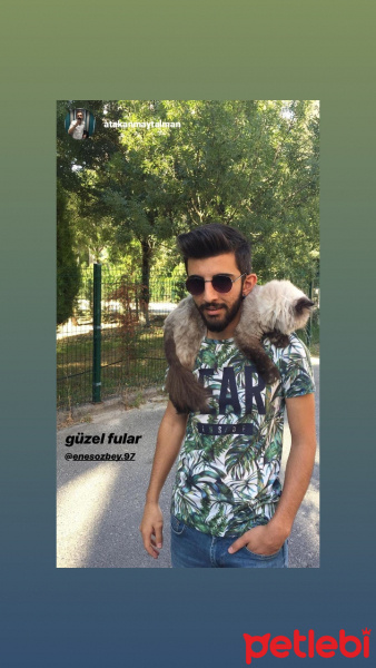 İran Kedisi (Persian), Kedi  Choco fotoğrafı
