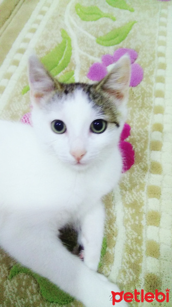 Tekir Kedi, Kedi  Miyavettin fotoğrafı