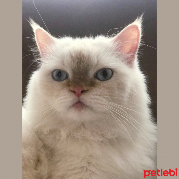 İran Kedisi (Persian), Kedi  Miyu fotoğrafı