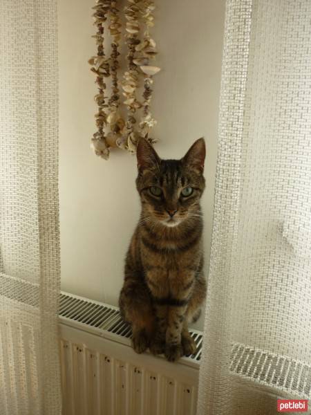 Tekir Kedi, Kedi  pıtır fotoğrafı