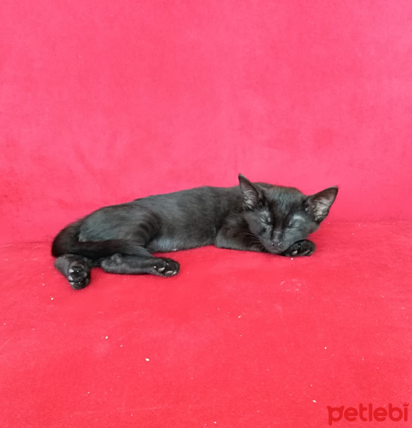 Tekir Kedi, Kedi  Şhiwa fotoğrafı