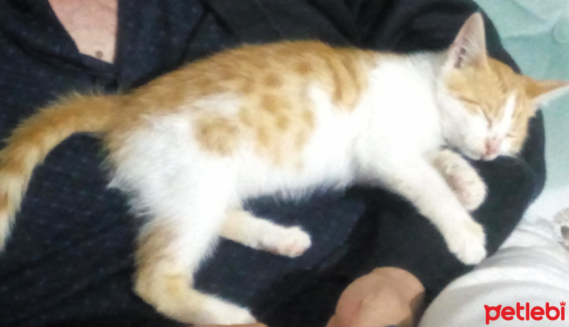 Tekir Kedi, Kedi  Mia fotoğrafı