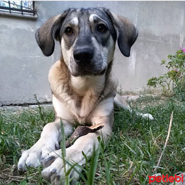 Sokö (Sokak Köpeği), Köpek  Arya fotoğrafı