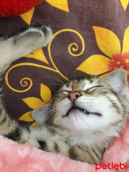 Tekir Kedi, Kedi  Bendis fotoğrafı
